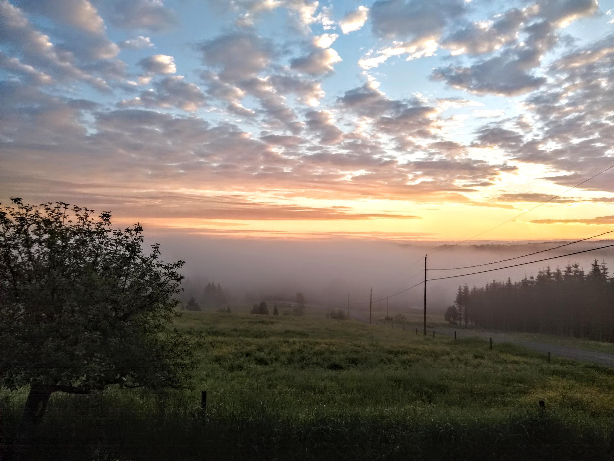 champs brouillard crépuscule